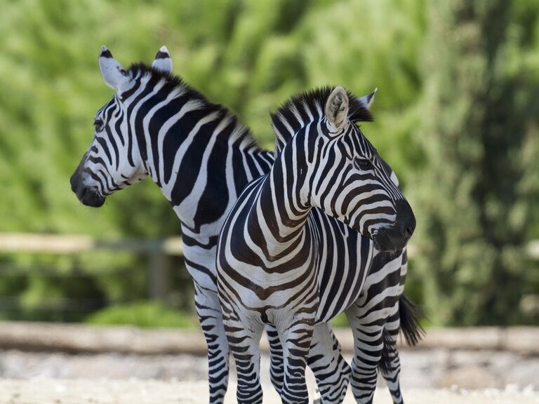 Zwei Zebras im Tierpark, eine spannende Attraktion für Familien bei Ausflugszielen in Niederbayern.