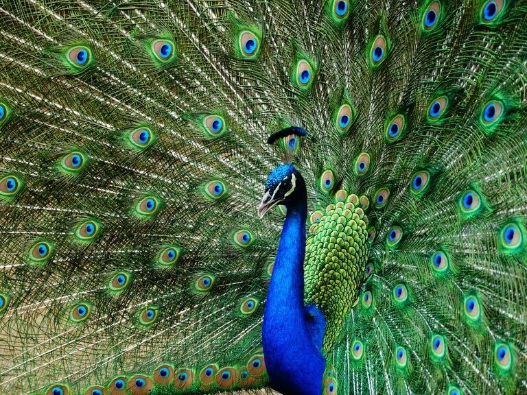 Ein prachtvoller Pfau mit beeindruckendem Federkleid, ein faszinierender Anblick bei Ausflugszielen in Niederbayern.